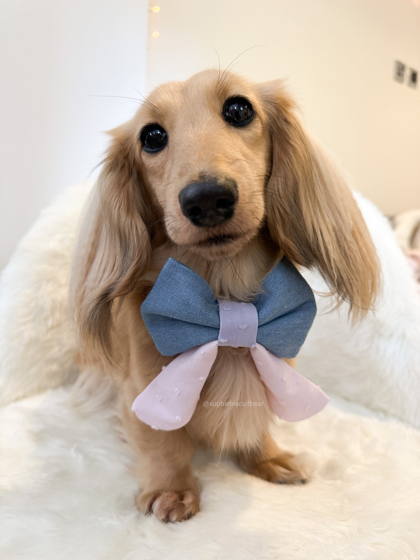 Elastic Backing Dog Sailor Bow - Denim Dotty
