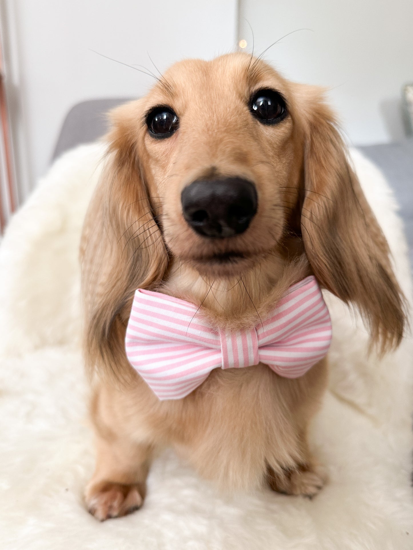Elastic Backing Dog Bow Tie - Pink Stripe