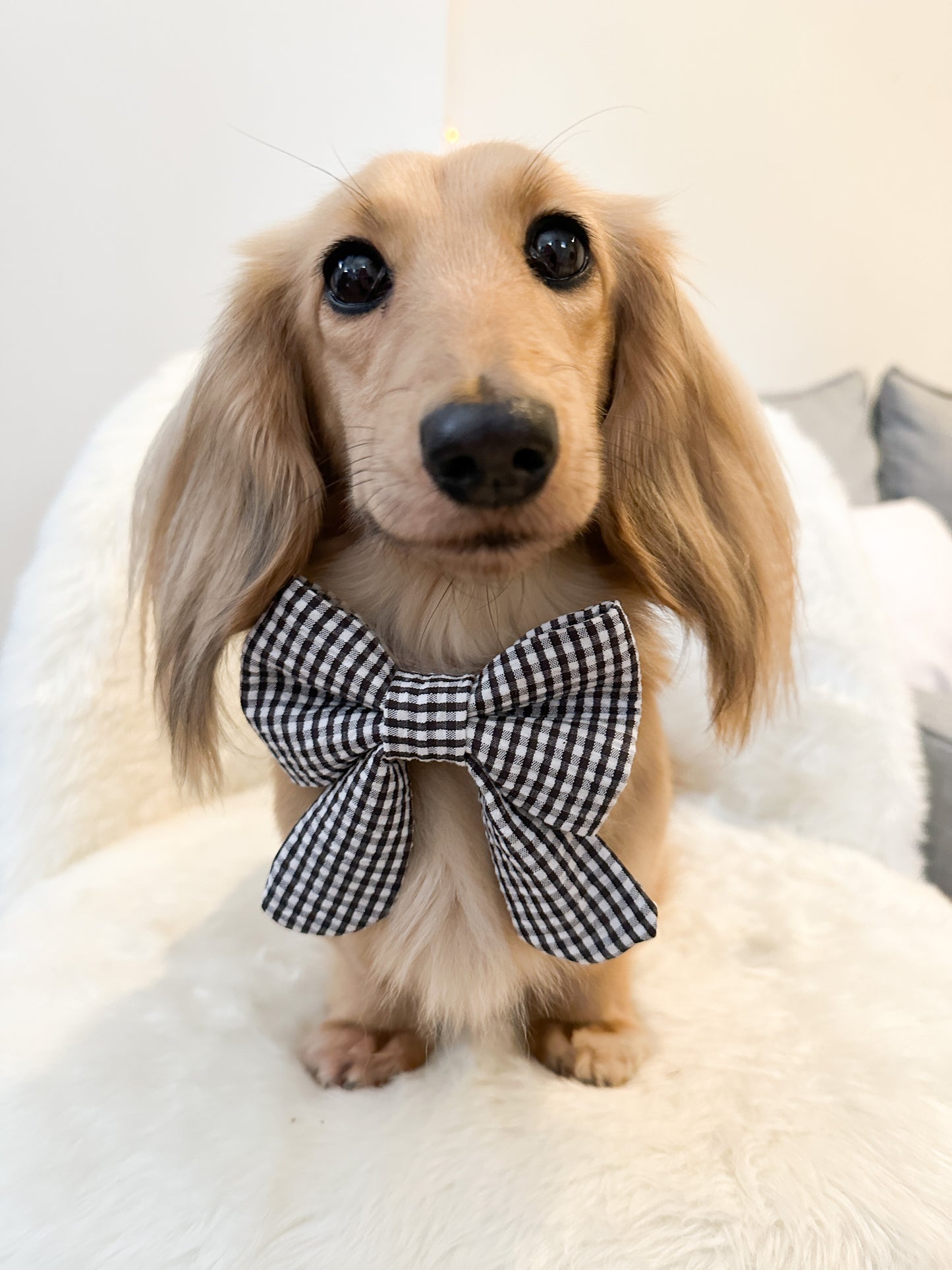 Elastic Backing Dog Sailor Bow - Black Gingham