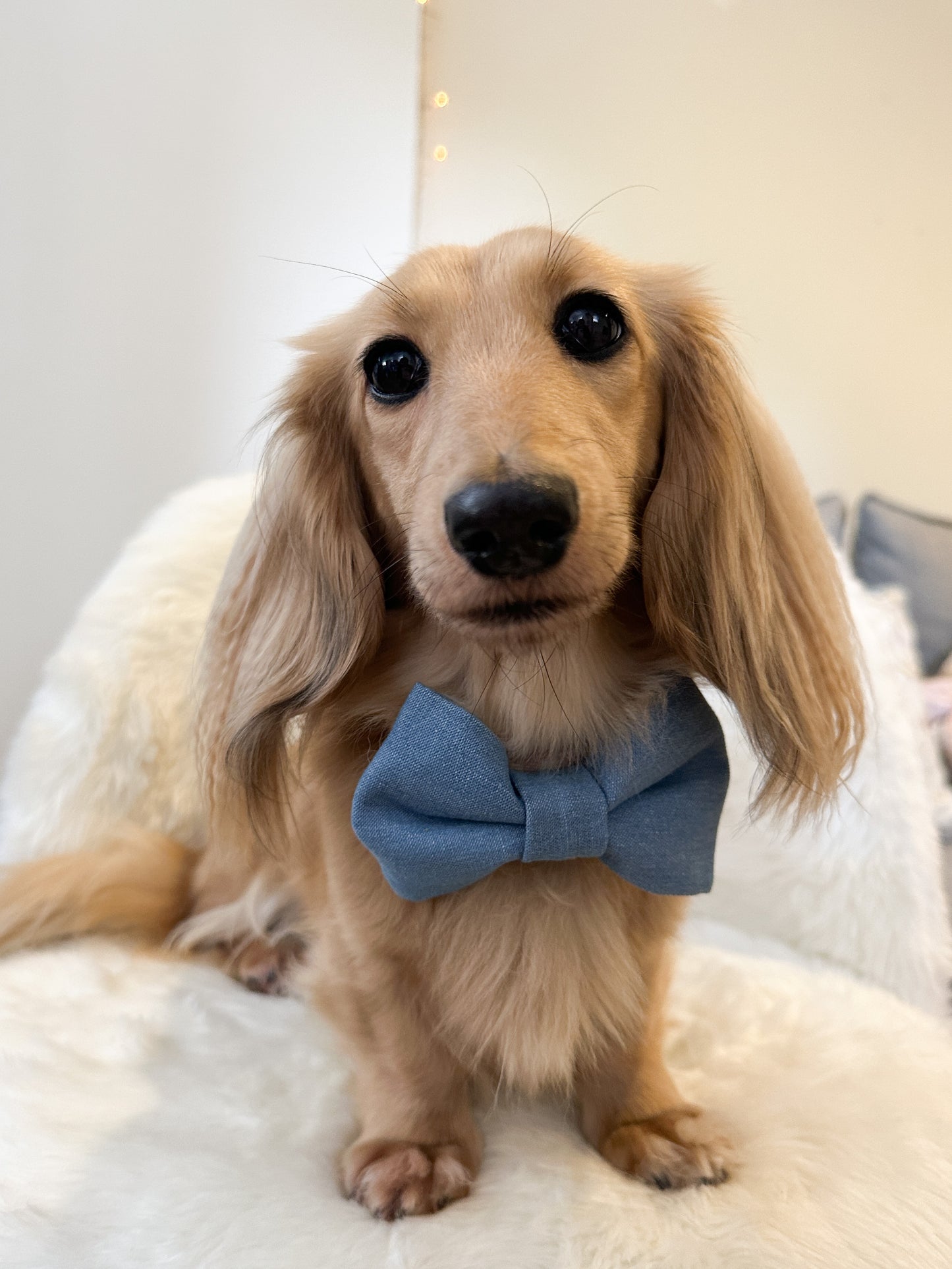 Dog Bow Tie - Denim
