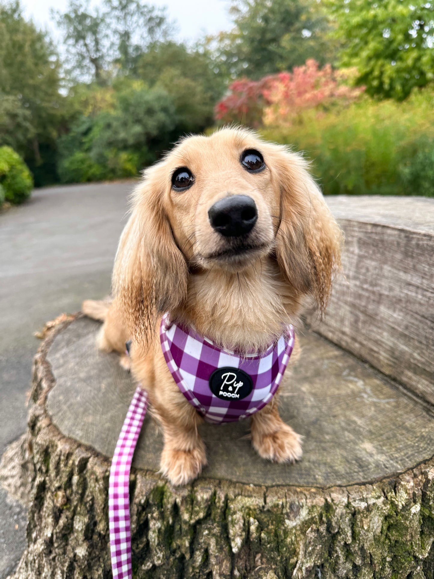 Bundle - Dog Harness, Lead & Poo Bag Holder Set - Purple Gingham