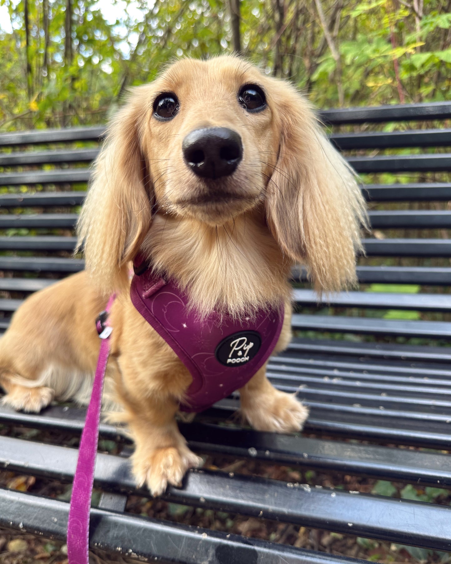 Adjustable Dog Harness - Celestial Purple