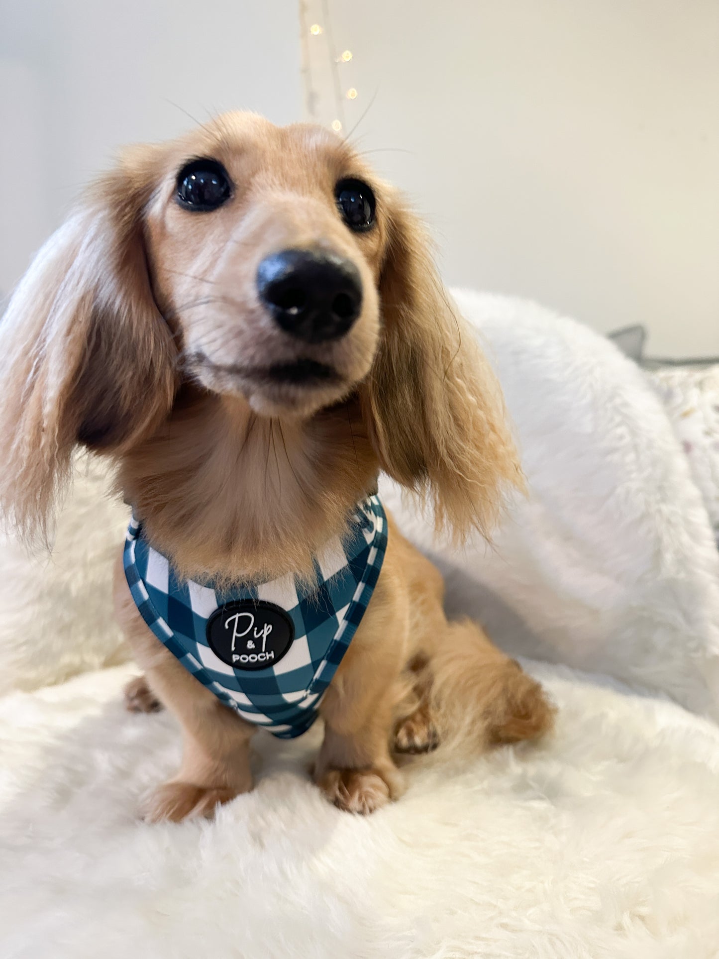 Adjustable Dog Harness - Dark Teal Gingham